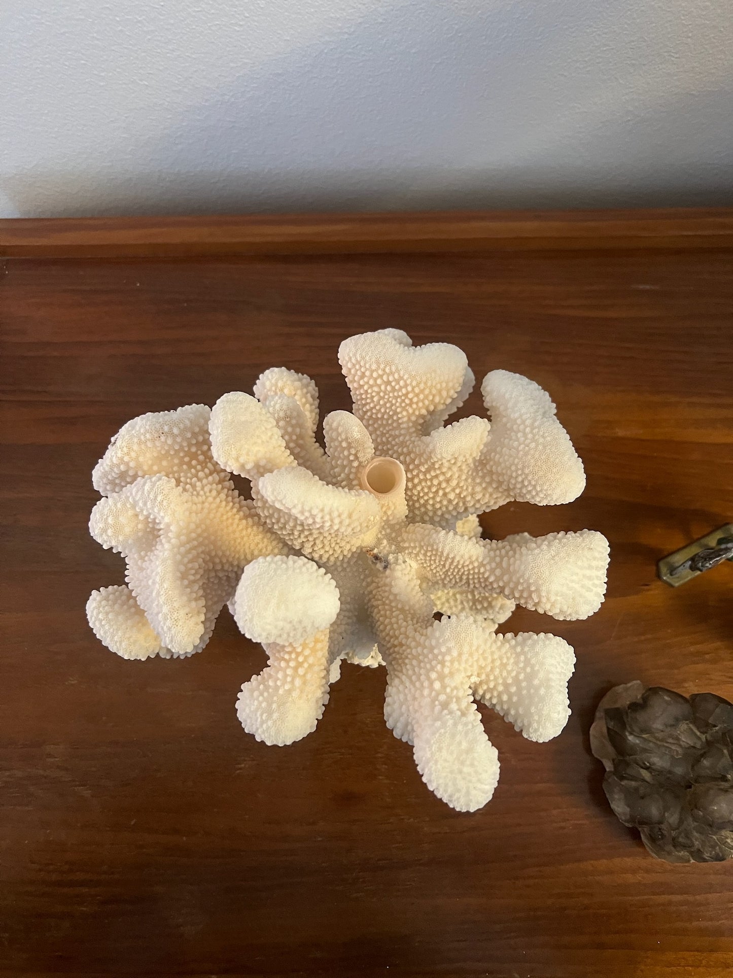 Coral