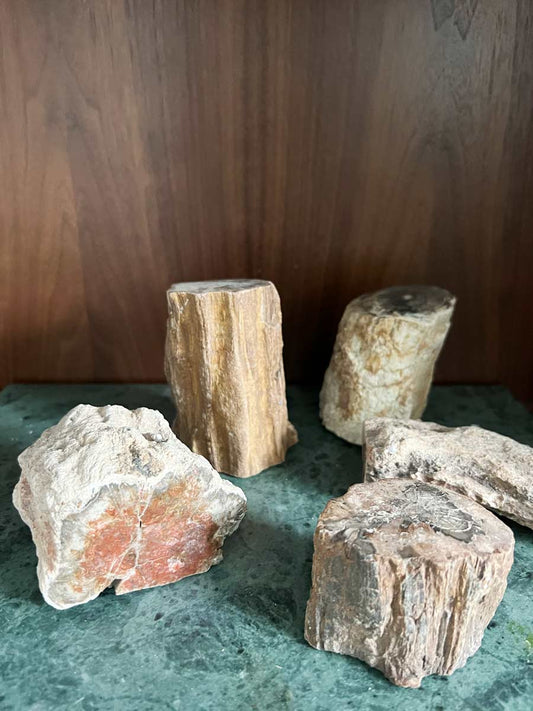 Fossilized wood block