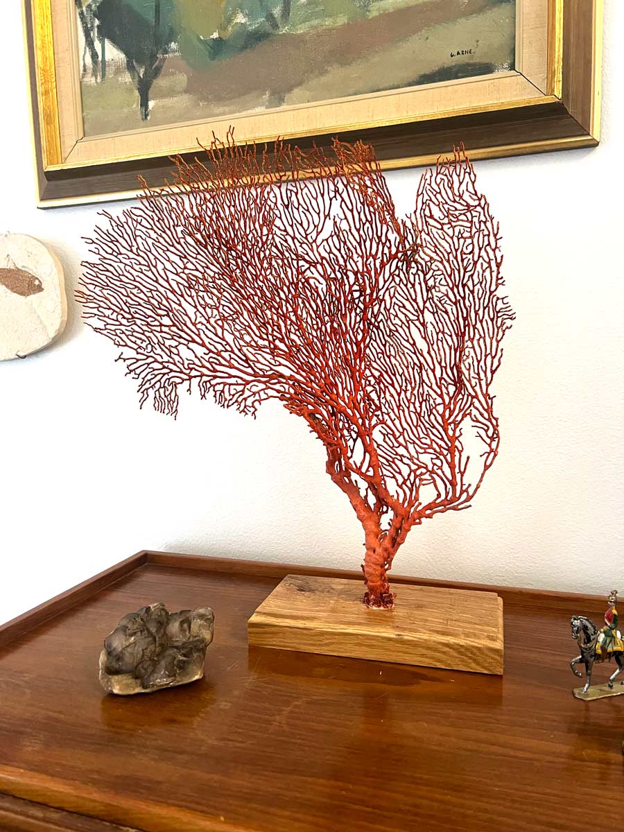 Sea Fan Decoration