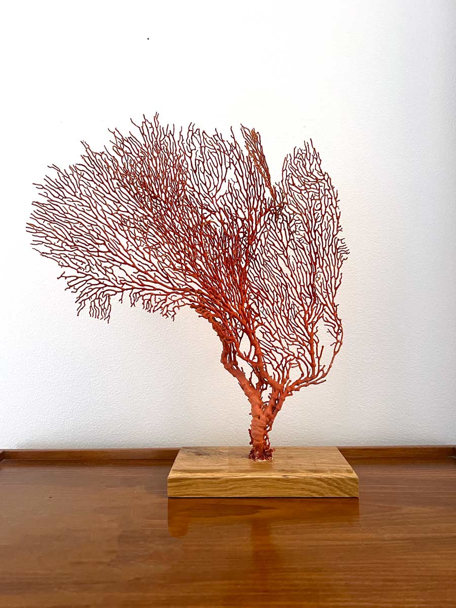 Sea Fan Decoration