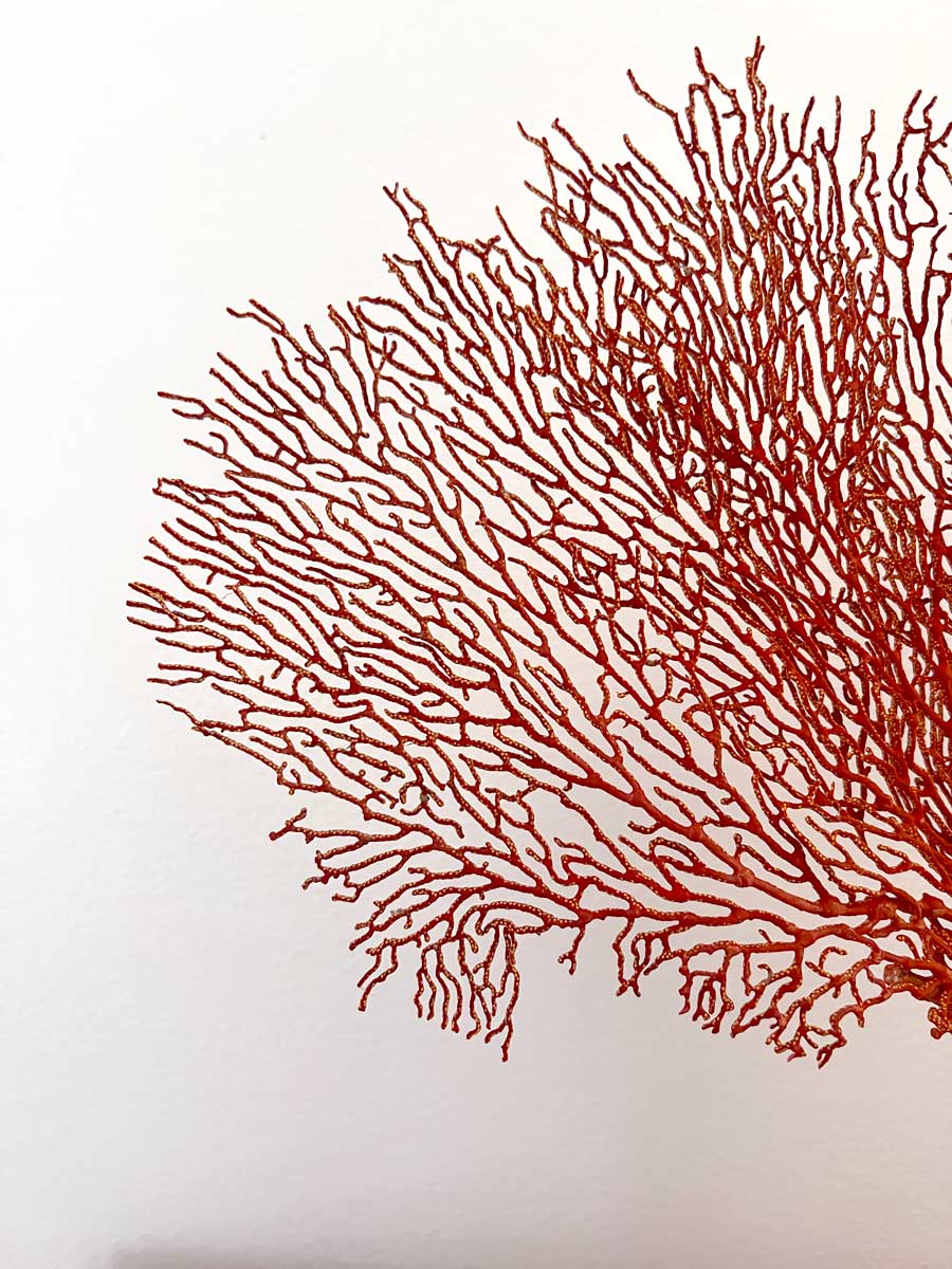 Sea Fan Decoration