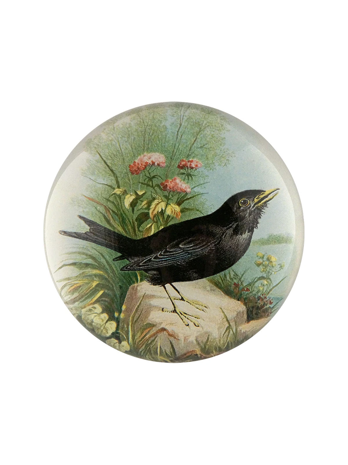 Paperweight Blackbird