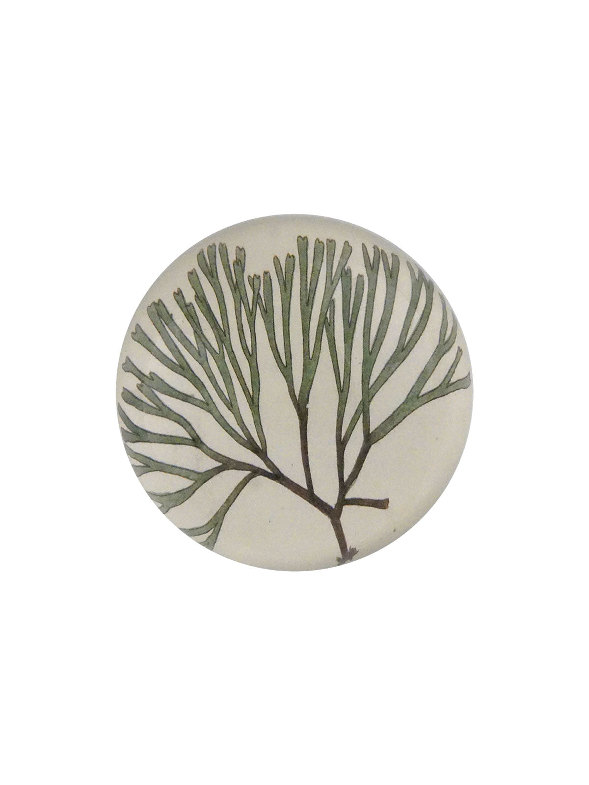 Paperweight Sea Plant