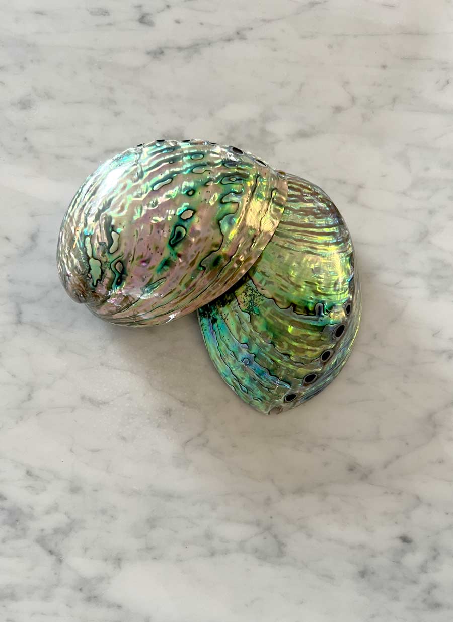 Polished Paua Shell