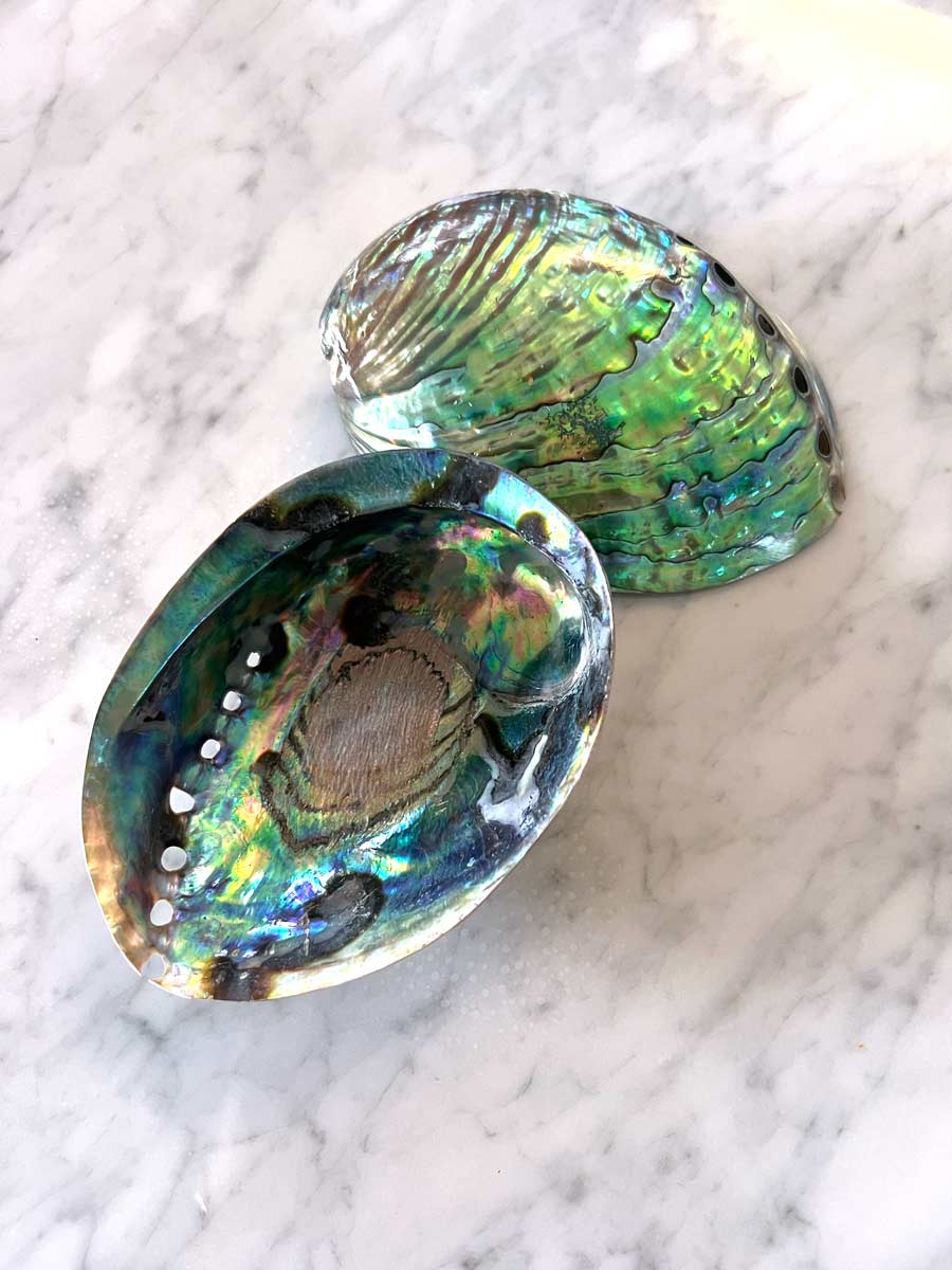 Polished Paua Shell