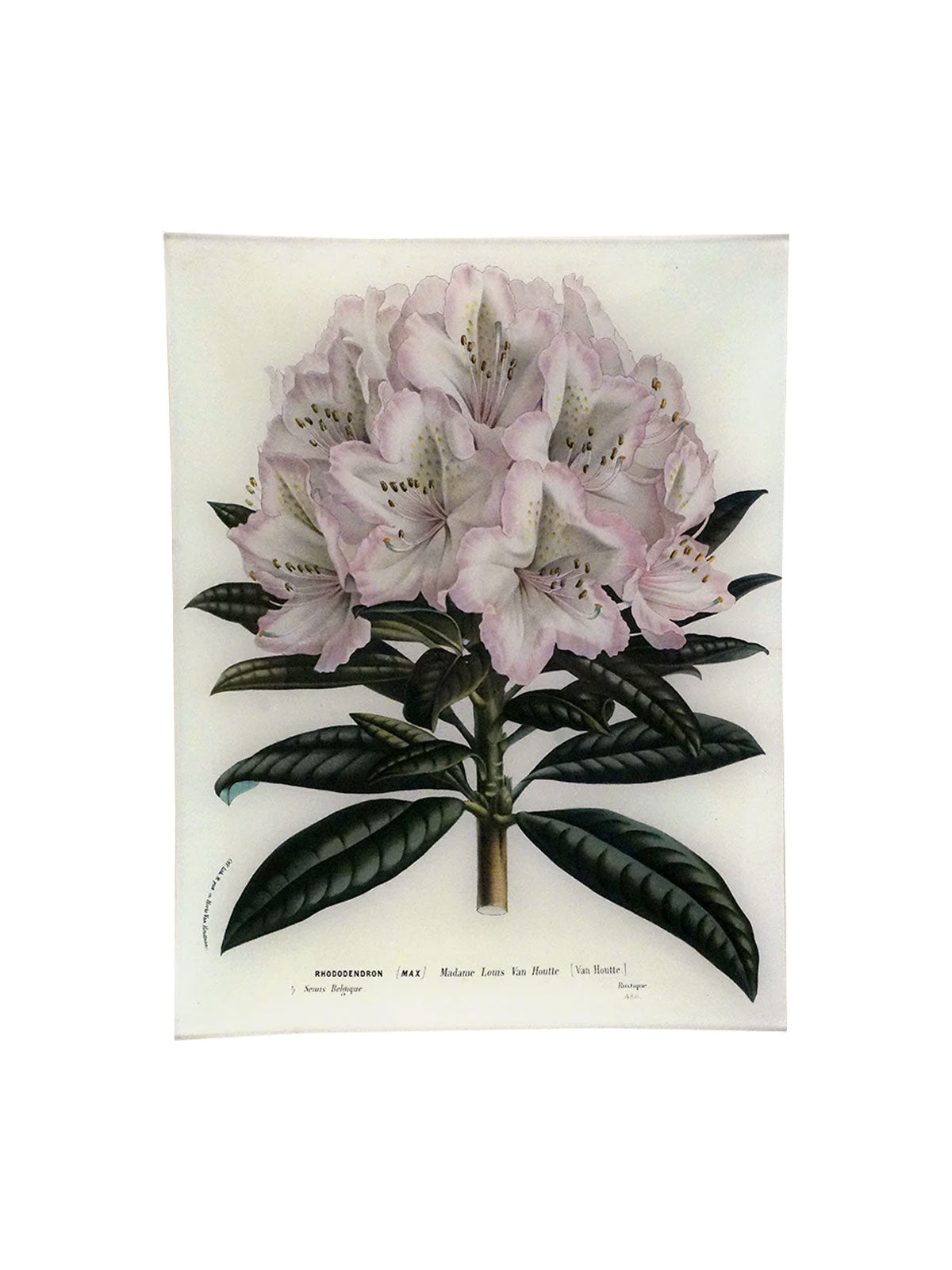 Rectangular tray Rhododendron