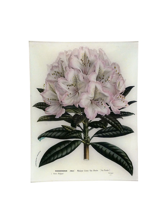 Rectangular tray Rhododendron