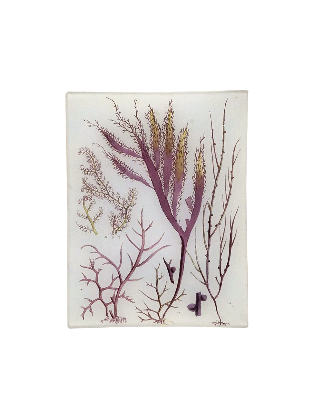Rectangular Tray Seaweed