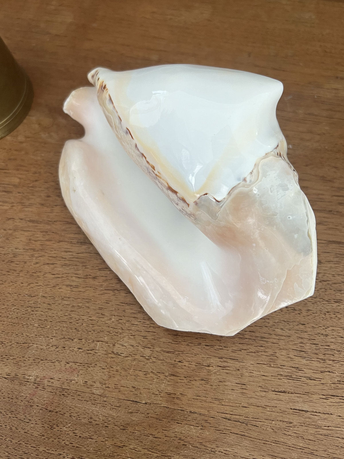 Large white scalloped shell
