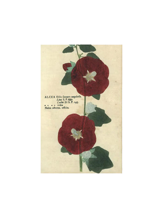 Hollyhock Post Card