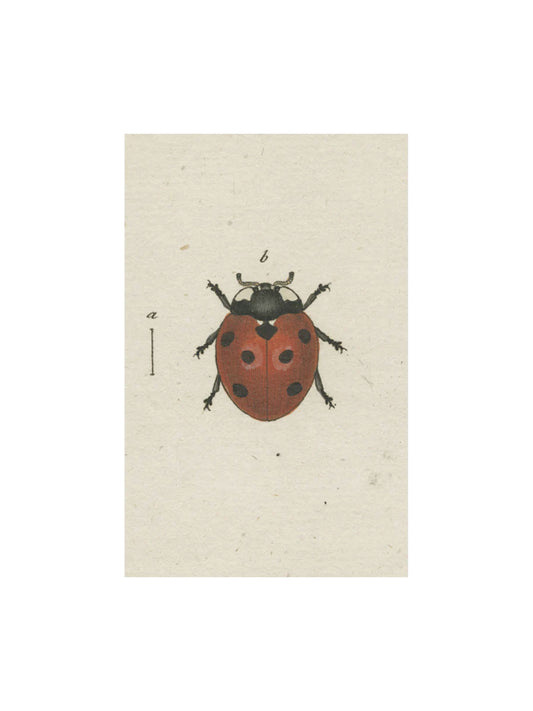 Lady Bug Post Card