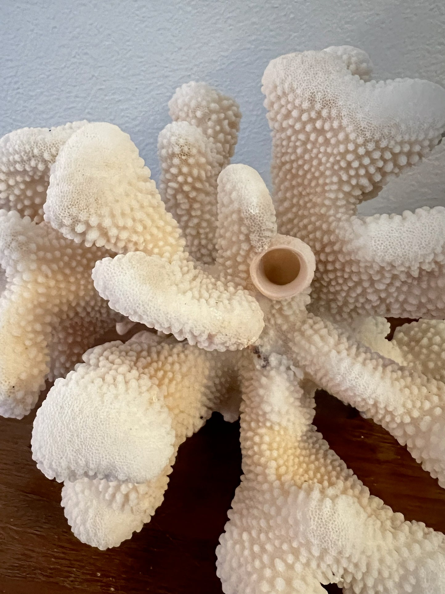 Coral
