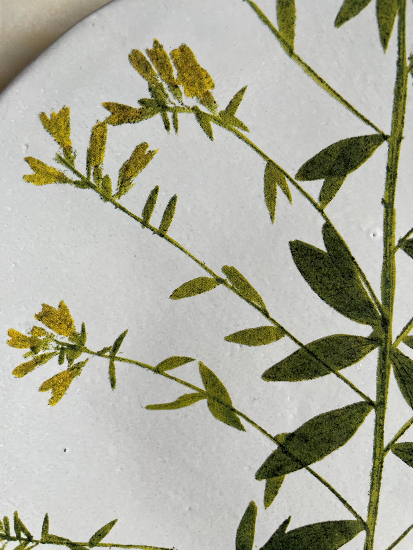 Genista plate medium