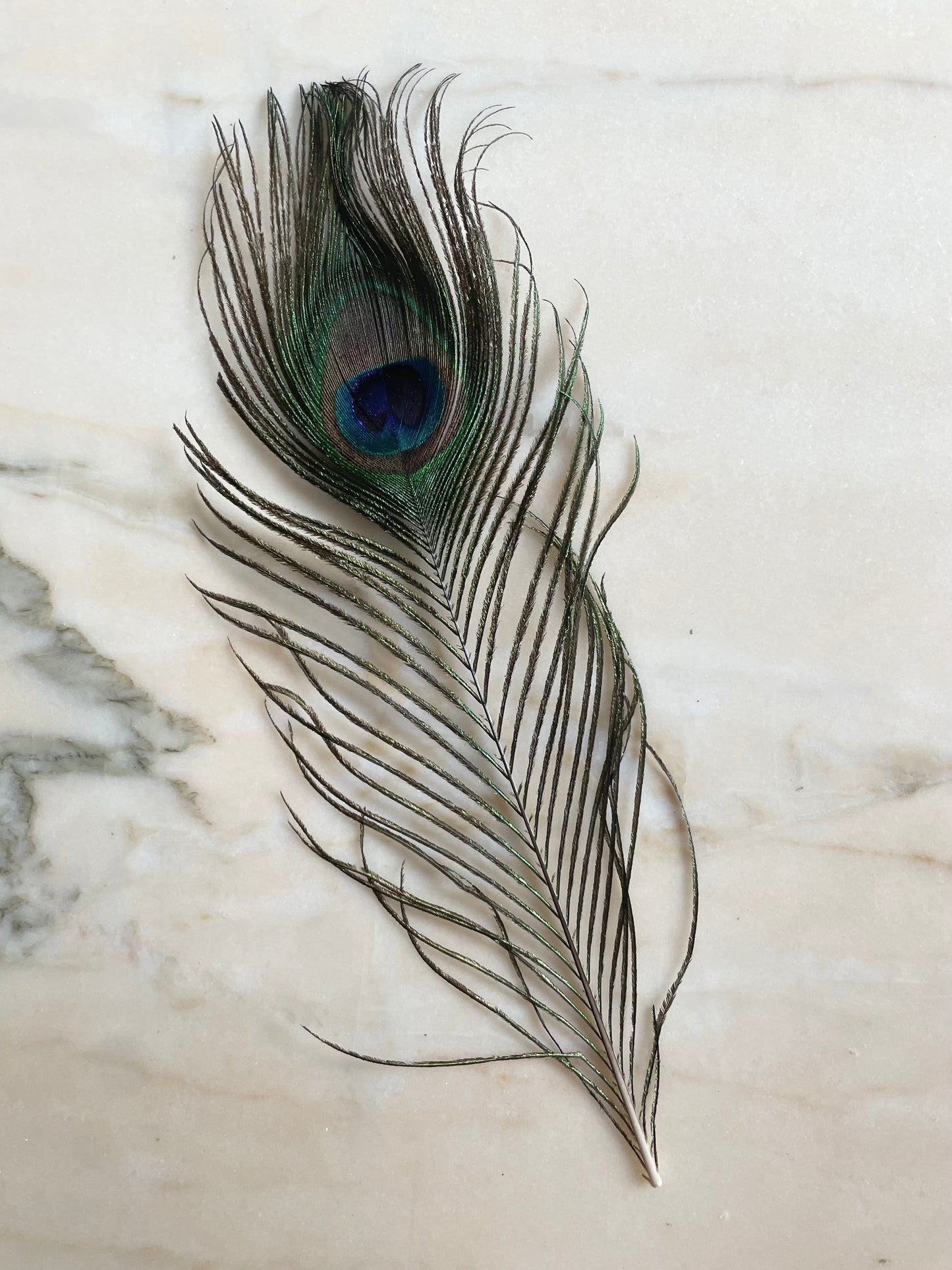 Peacock Feather