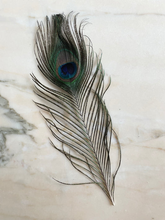 Peacock Feather