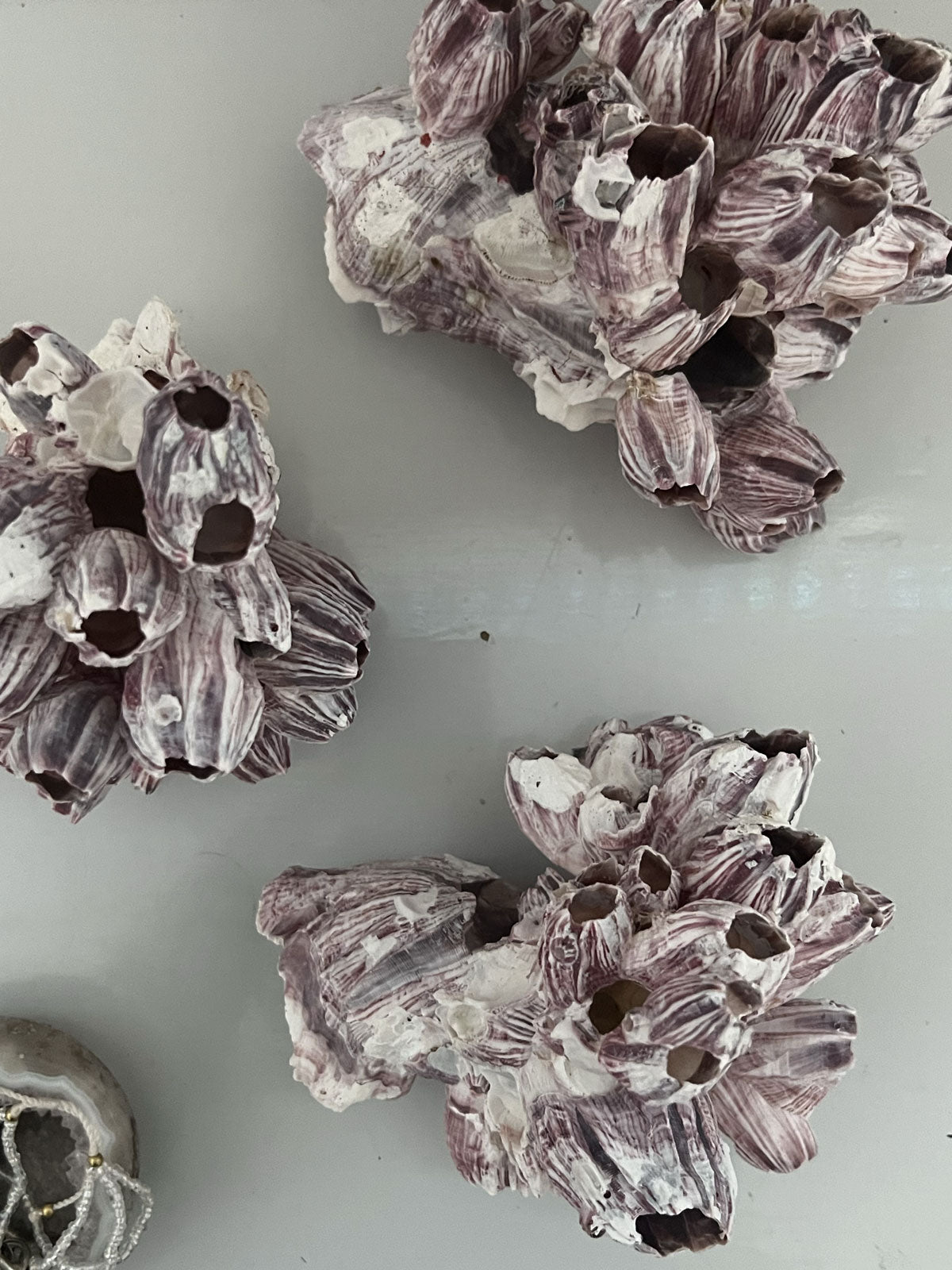 Barnacle Block Small