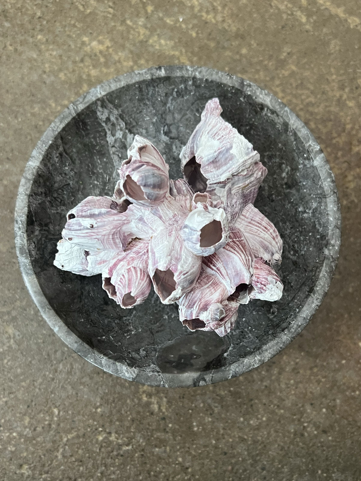 Barnacle Block Small