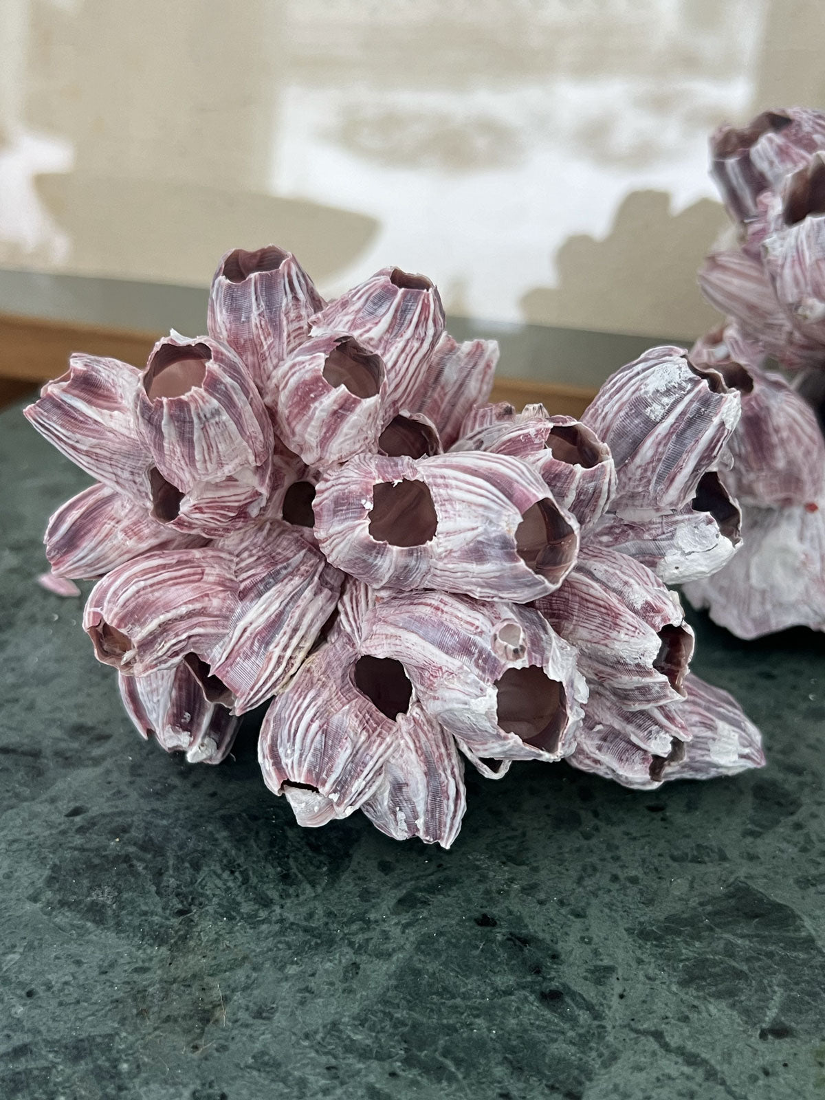 Barnacle Block Small