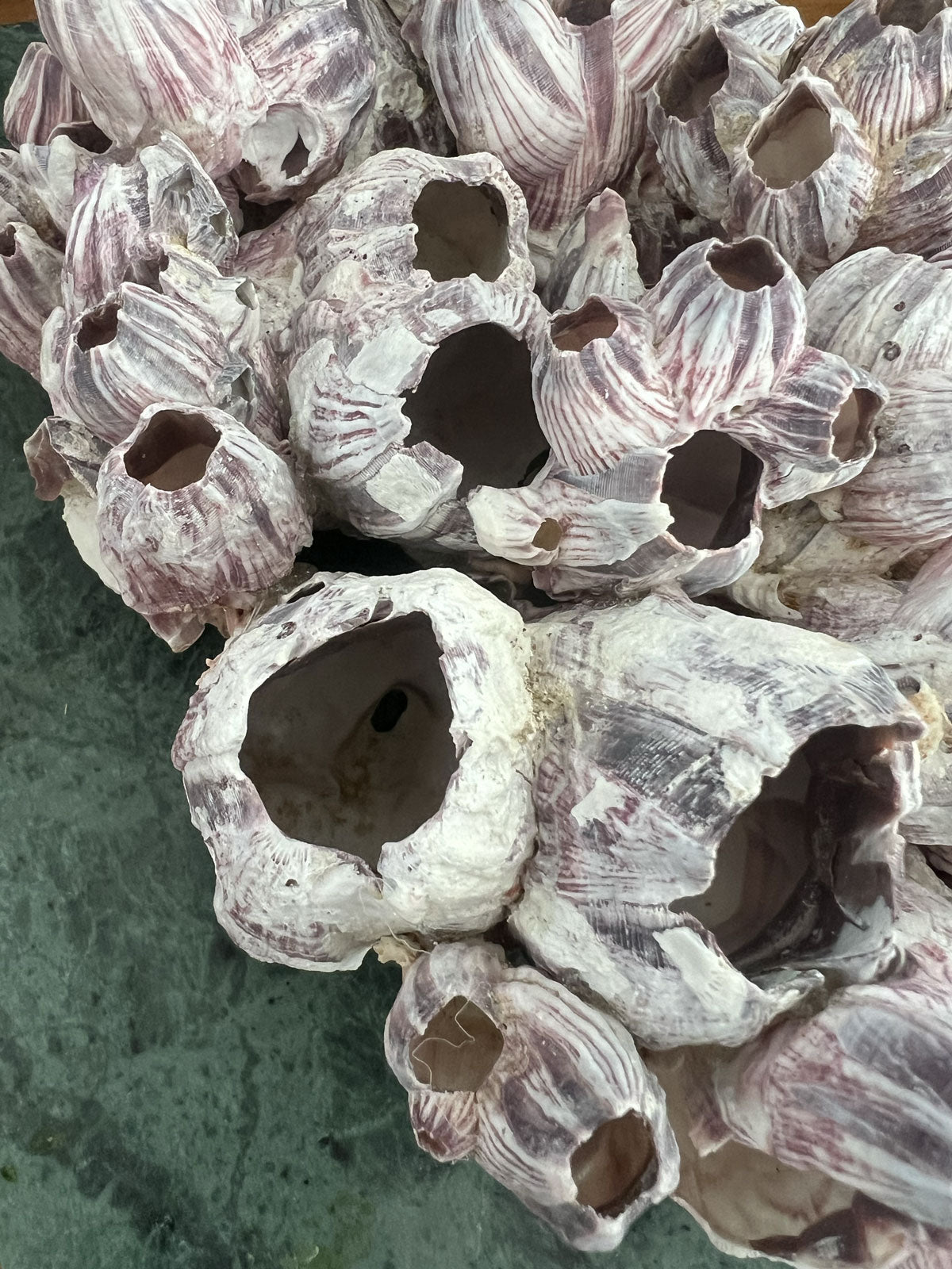 Barnacle Block Small
