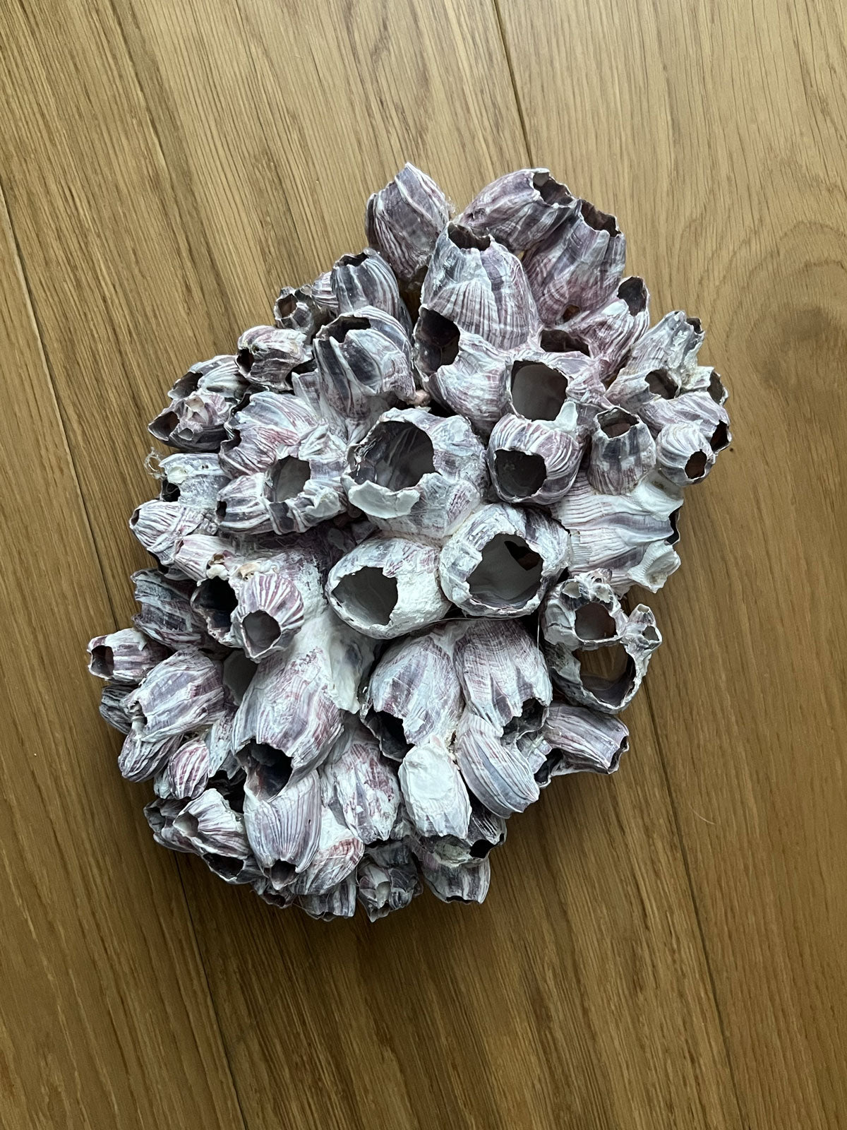 Barnacle Block Large