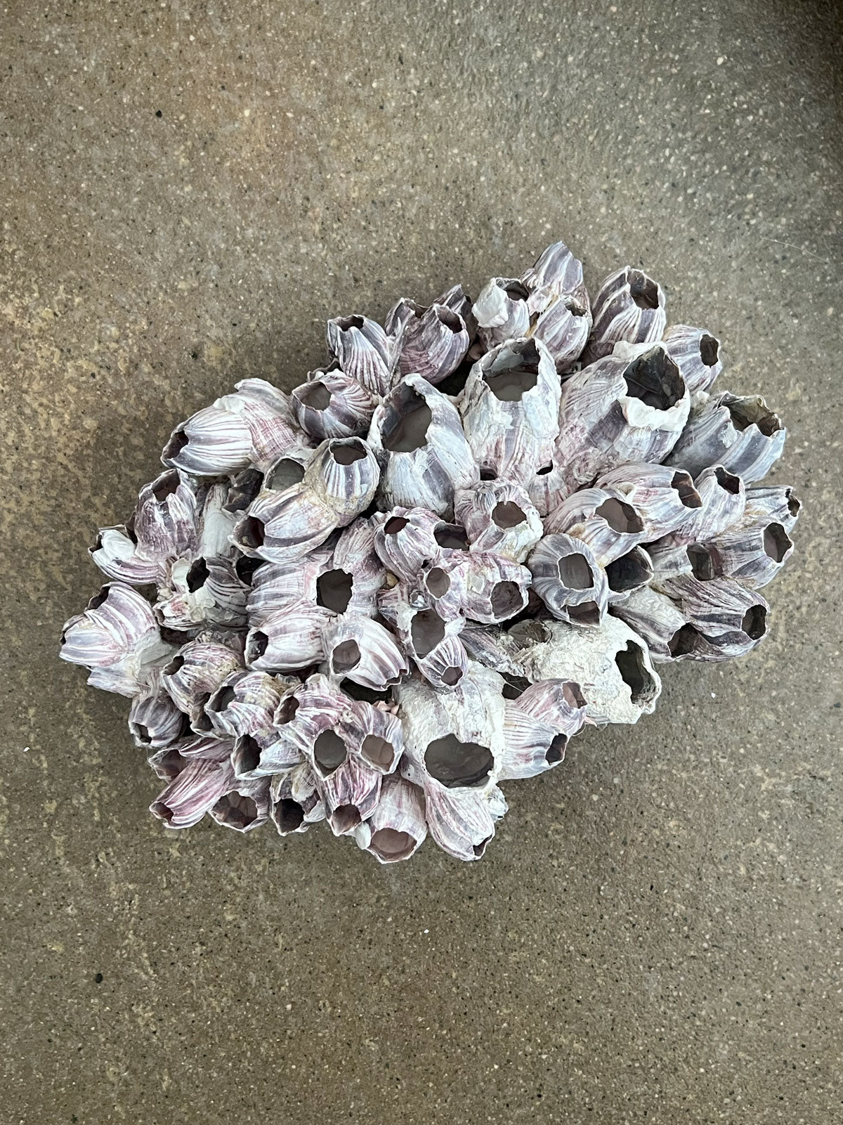 Barnacle Block Large