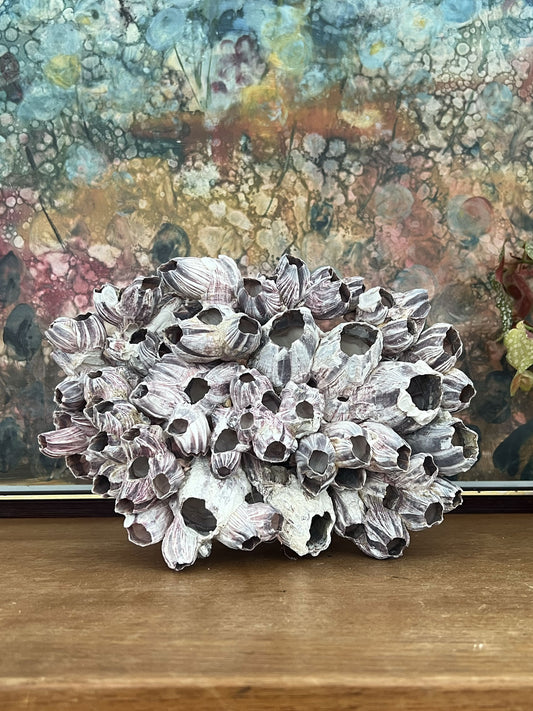 Barnacle Block Large