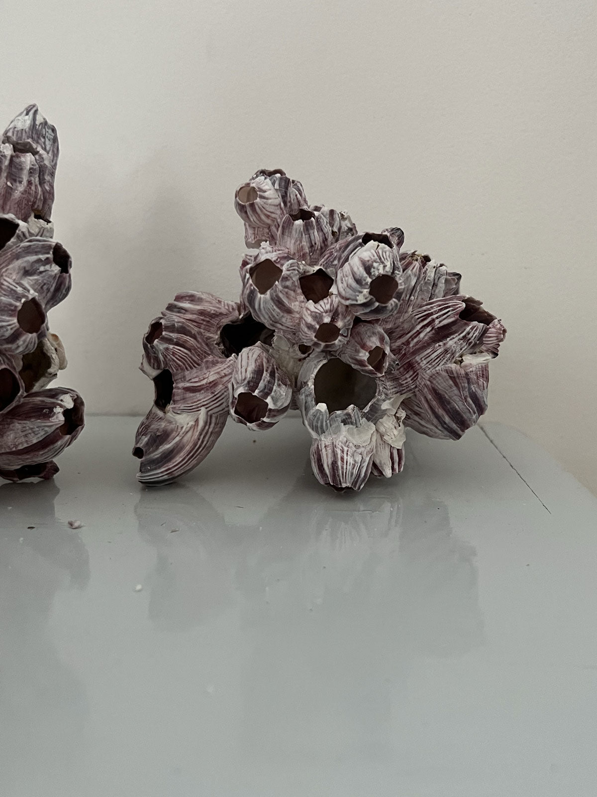 Barnacle Block Small