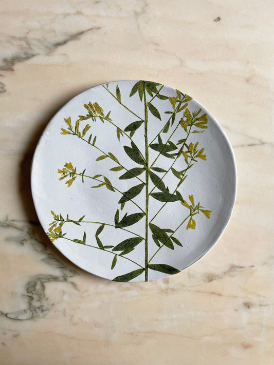 Genista plate medium