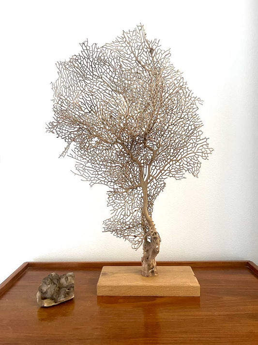 Sea Fan Decoration