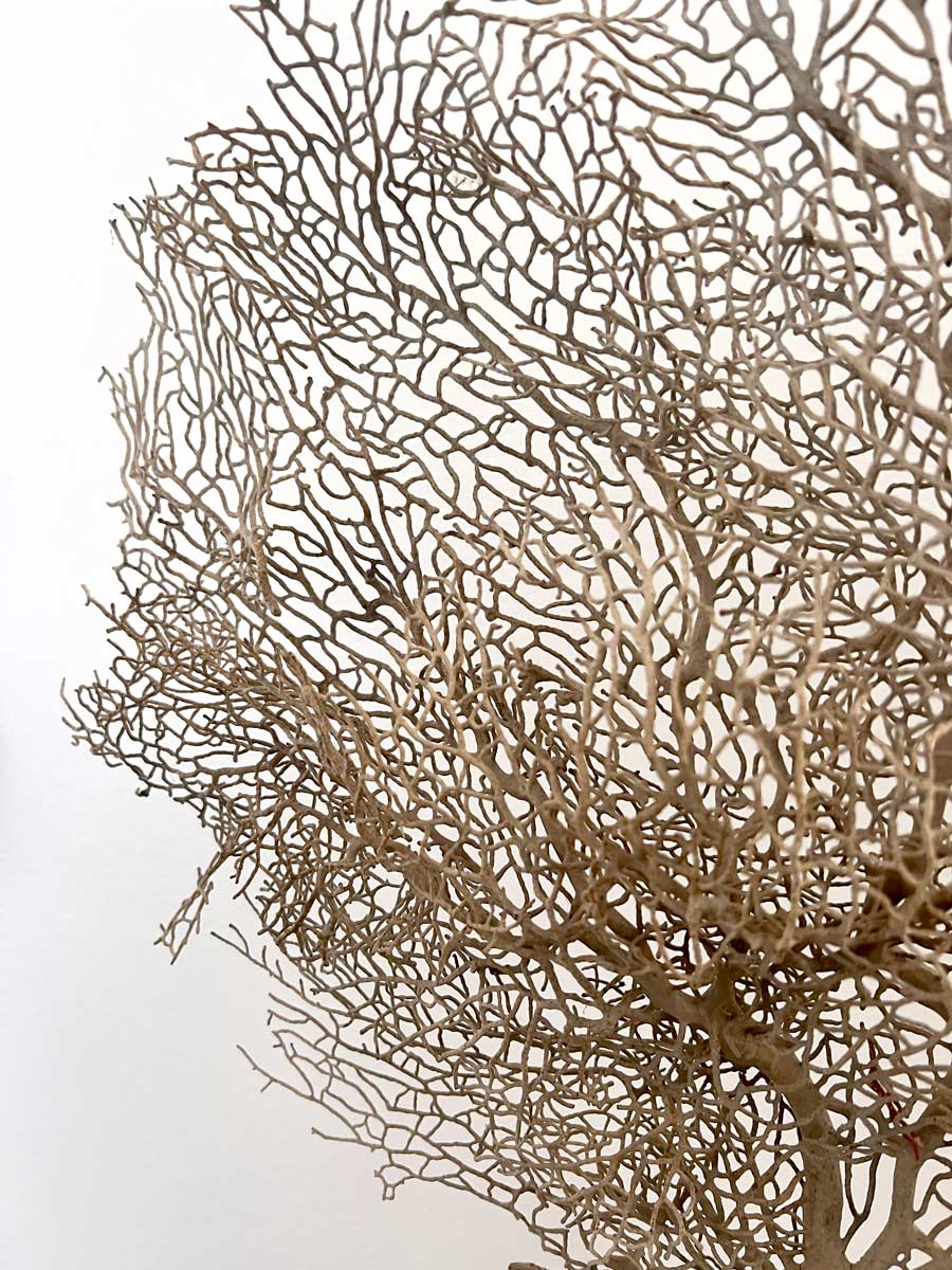 Sea Fan Decoration