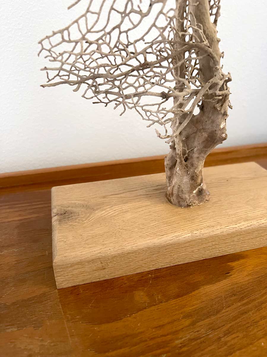 Sea Fan Decoration