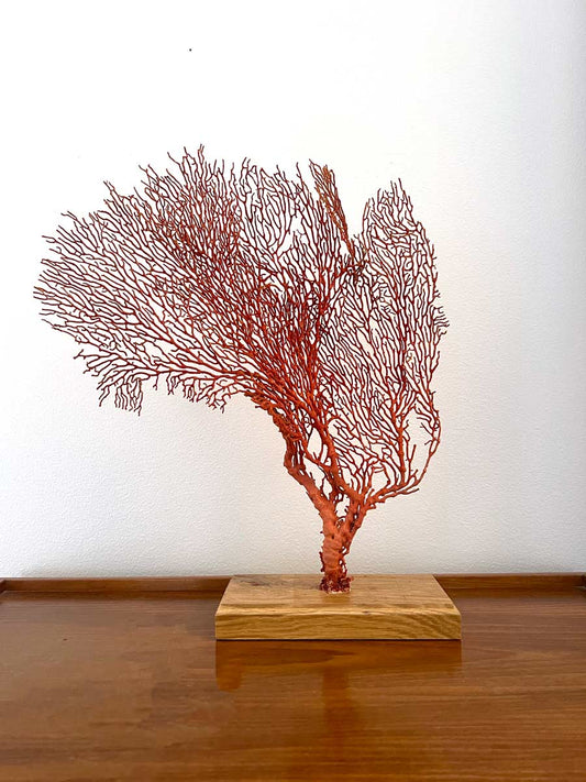 Sea Fan Decoration