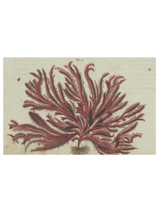 Seaweed Post Card