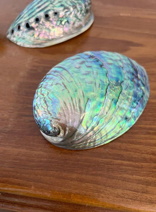 Polished Paua Shell