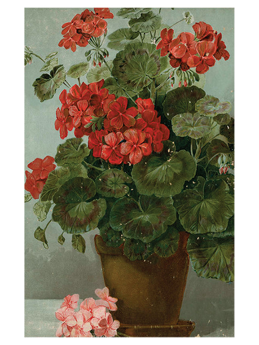 Geranium Post Card