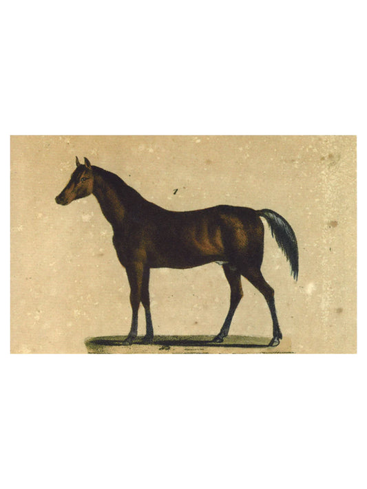 Horse Post Card