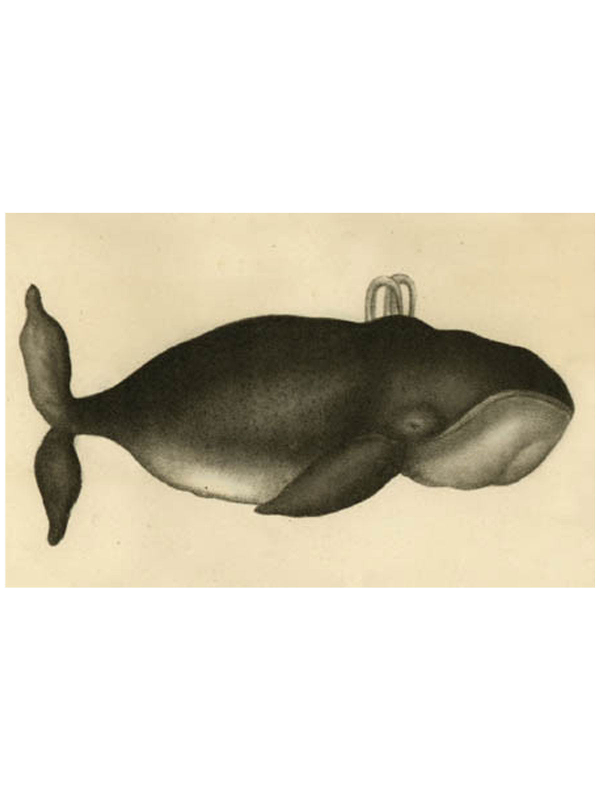 Whale Post Card