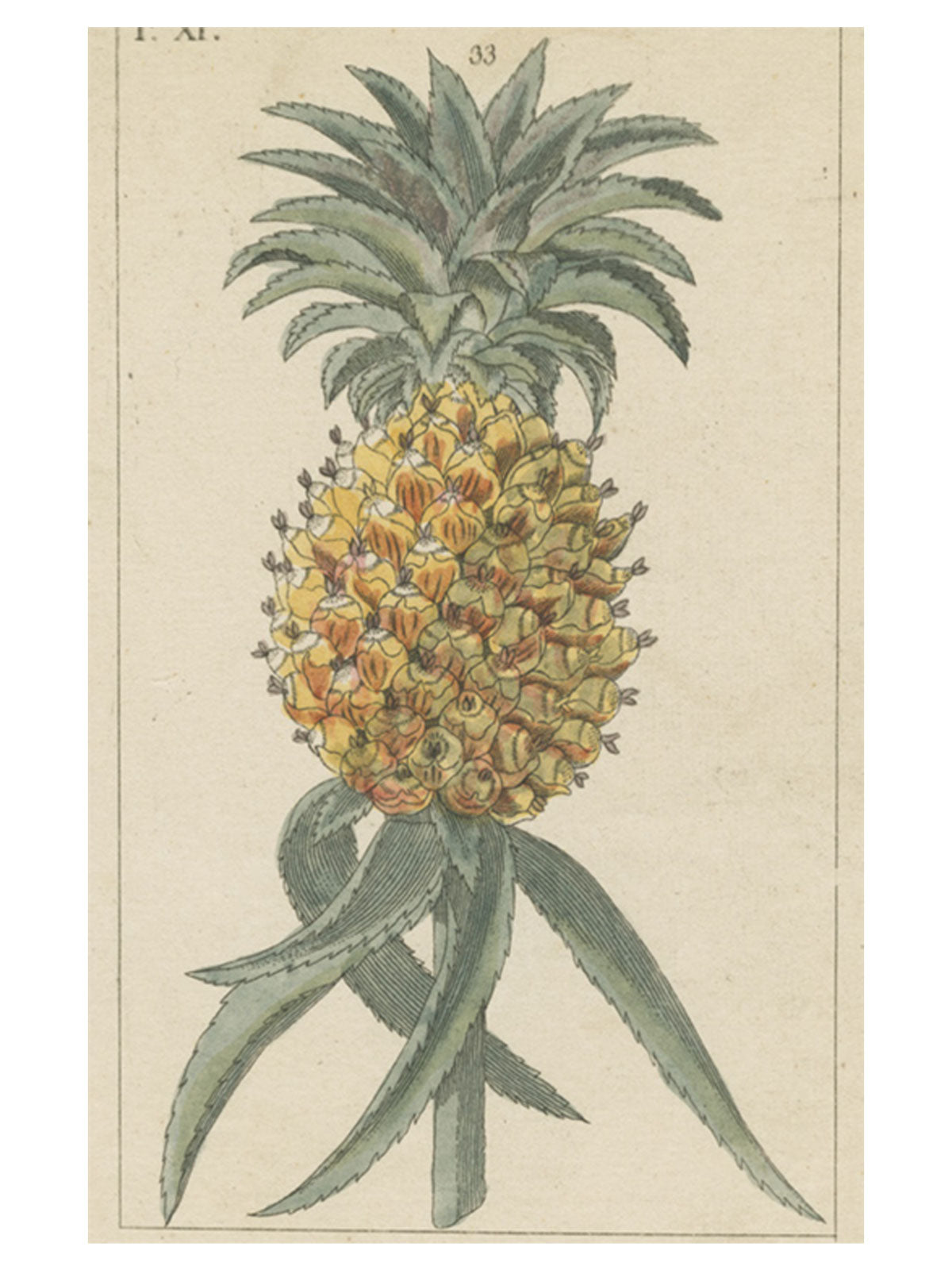 Pineapple Post Card