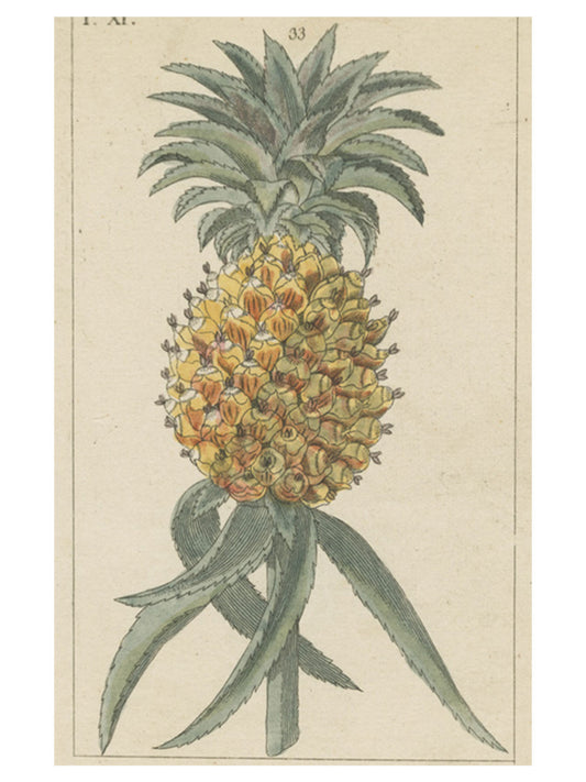 Pineapple Post Card