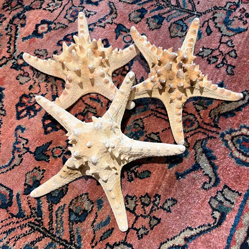 Natural Seastar