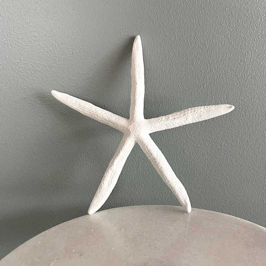 White seastar