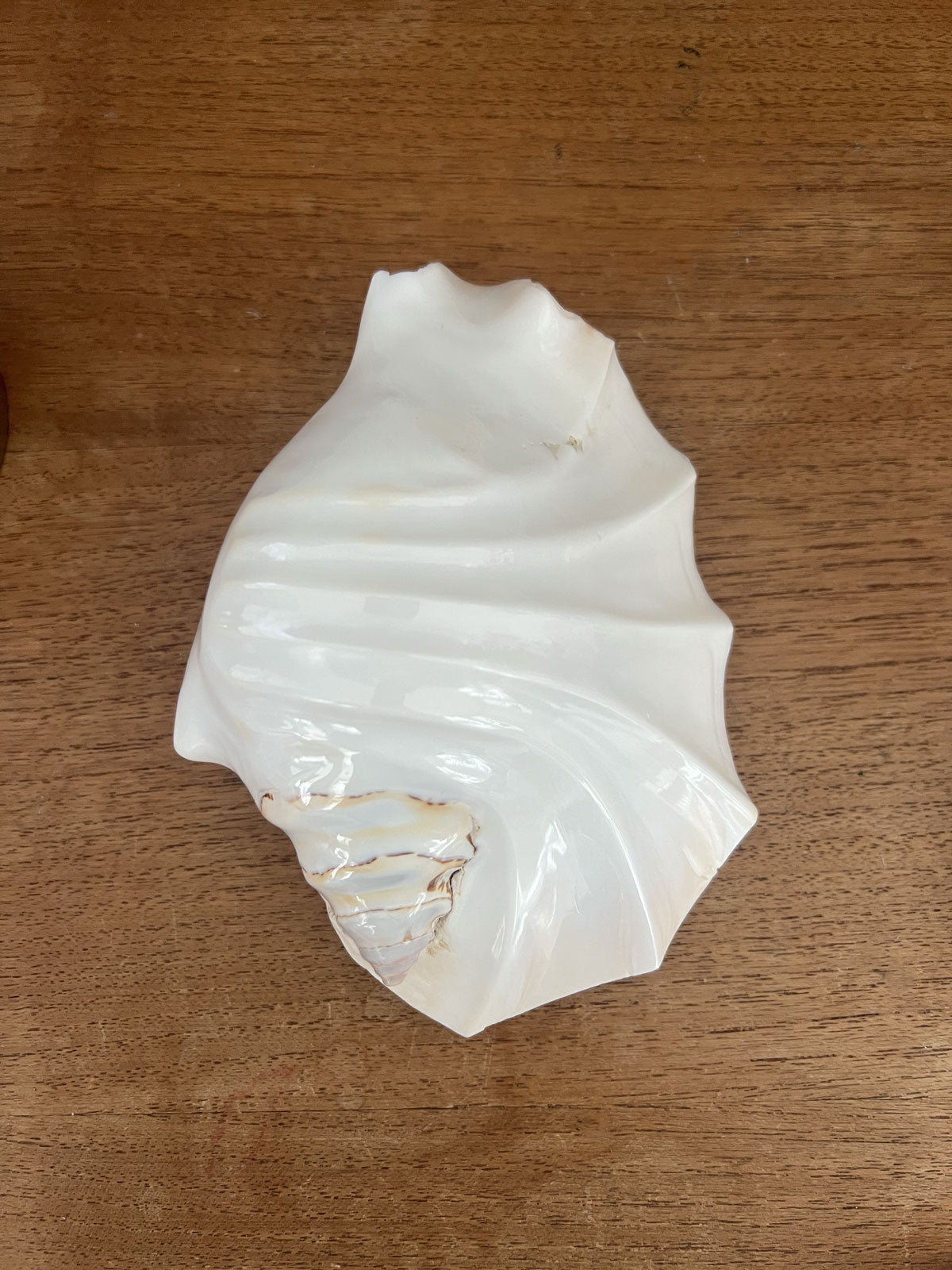Large white scalloped shell