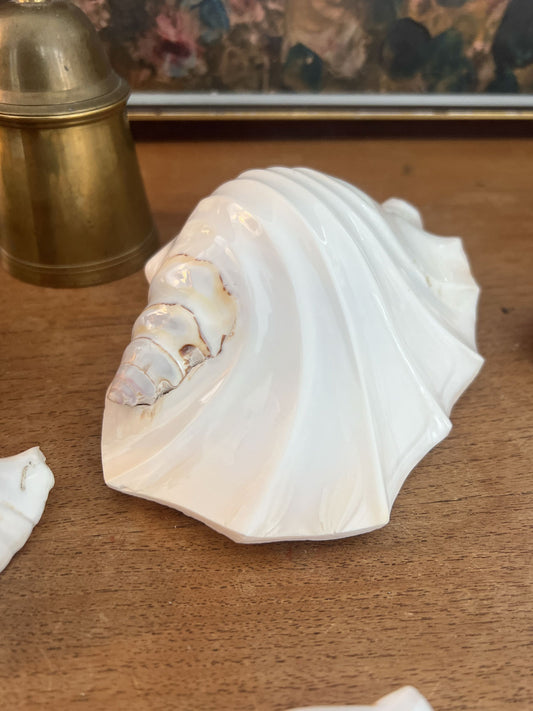 Large white scalloped shell