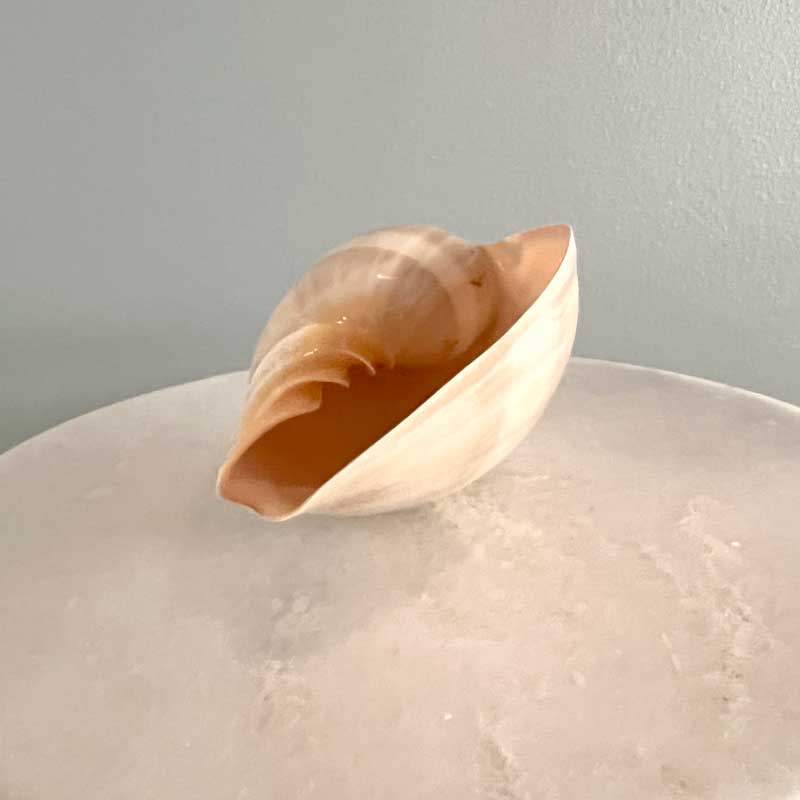 Melo Shell