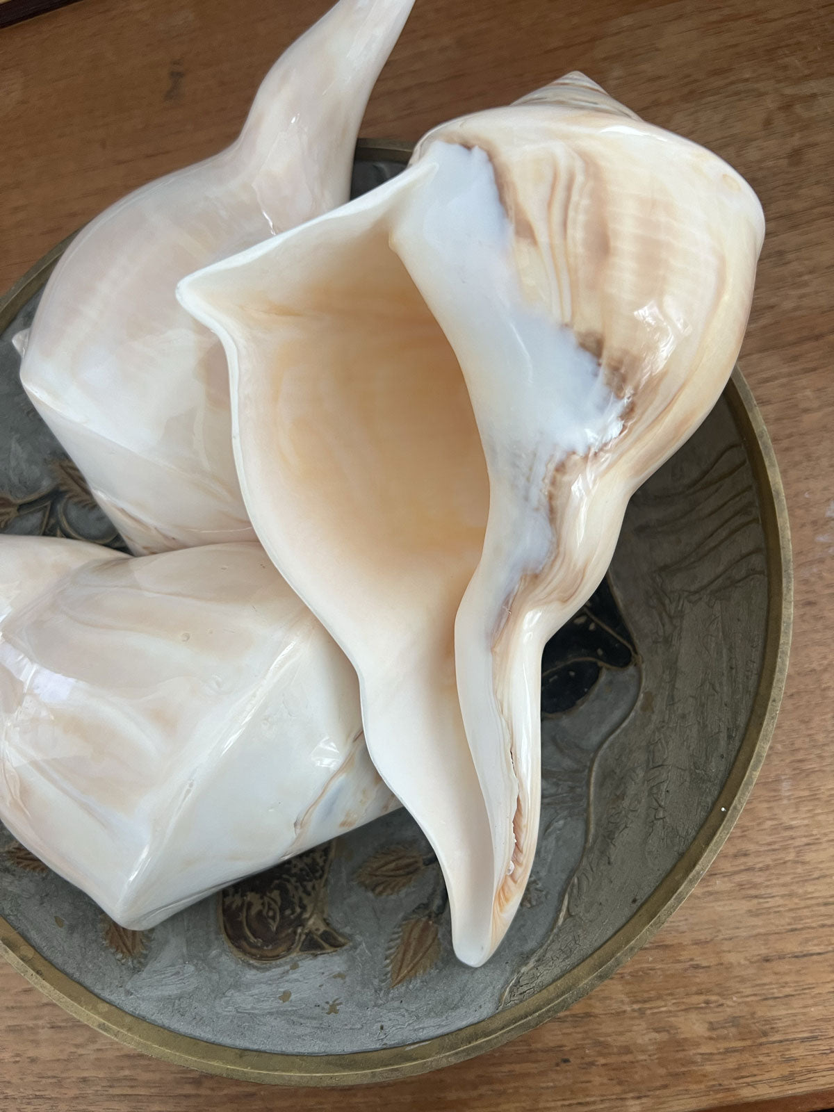 Spiral shell