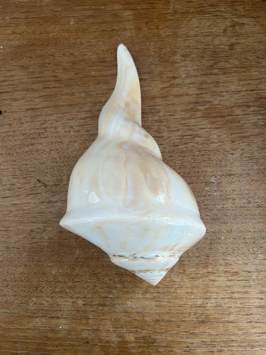 Spiral shell