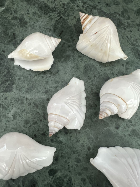 White scalloped shell