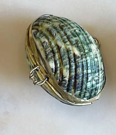 Shell Box Alga