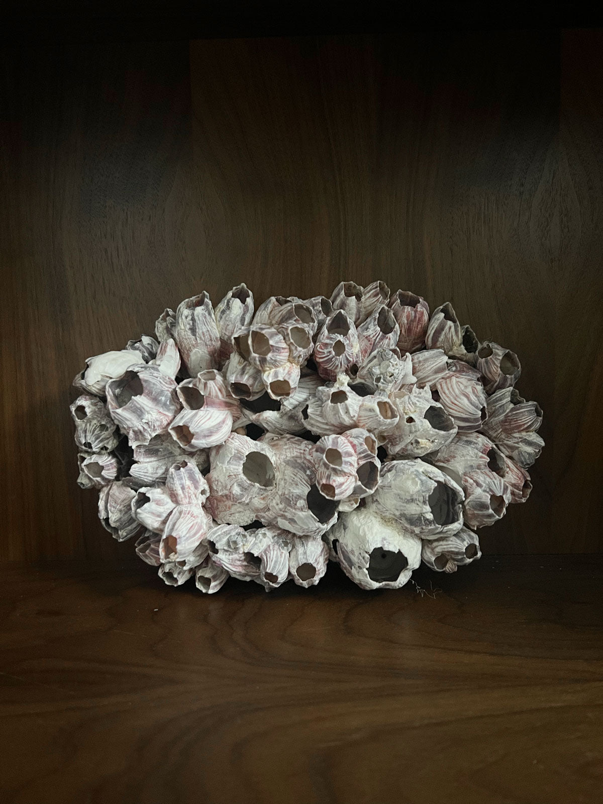 Barnacle Block Large