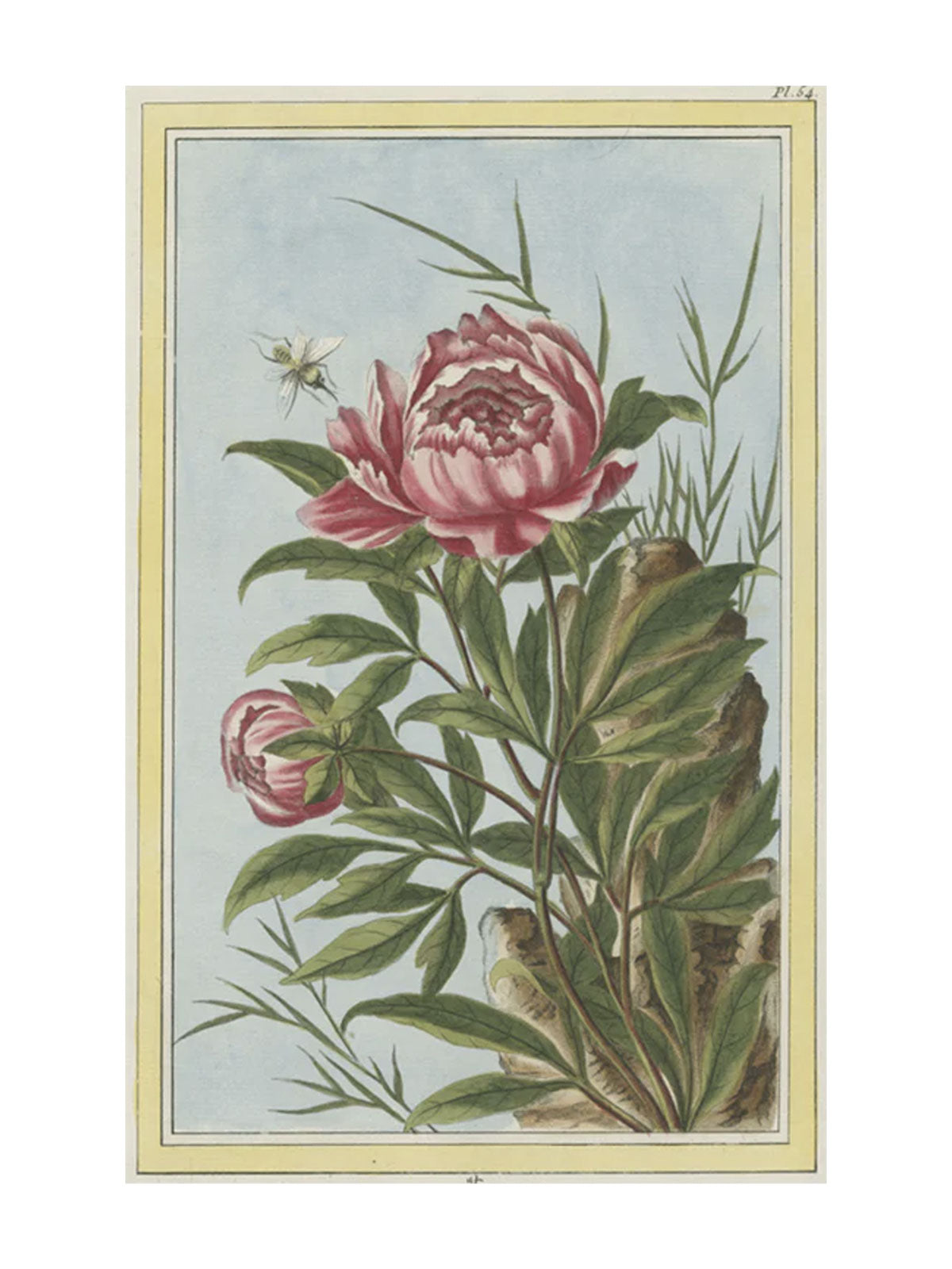 Peony Post Card